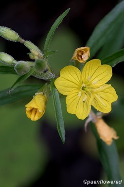 Open flower, old flowers and opening flower